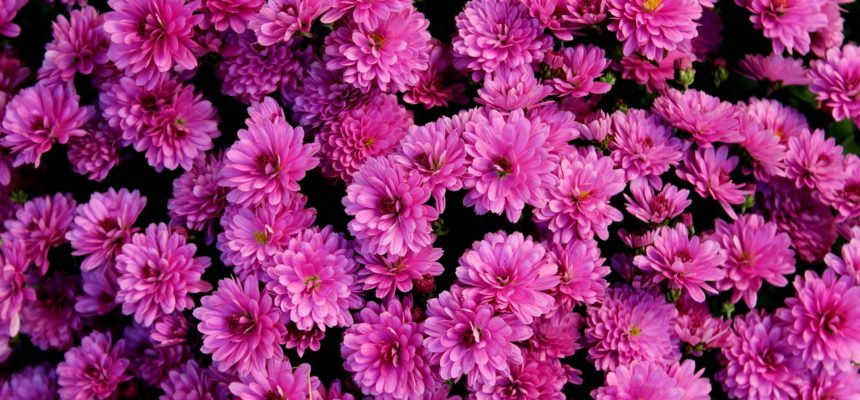 Vente de chrysanthèmes